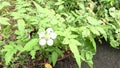 Rubus rosifolius (roseleaf bramble, Mauritius raspberry, thimbleberry, Vanuatu raspberry, lembutung gunung)