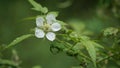 Rubus rosifolius (roseleaf bramble, Mauritius raspberry, thimbleberry, Vanuatu raspberry, lembutung gunung)