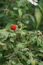 Rubus rosifolius (roseleaf bramble, Mauritius raspberry, thimbleberry, Vanuatu raspberry, lembutung gunung)