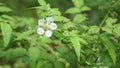 Rubus rosifolius (roseleaf bramble, Mauritius raspberry, thimbleberry, Vanuatu raspberry, lembutung gunung)