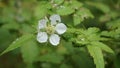 Rubus rosifolius (roseleaf bramble, Mauritius raspberry, thimbleberry, Vanuatu raspberry, lembutung gunung)