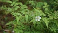 Rubus rosifolius (roseleaf bramble, Mauritius raspberry, thimbleberry, Vanuatu raspberry, lembutung gunung)