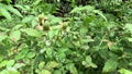 Rubus rosifolius (roseleaf bramble, Mauritius raspberry, thimbleberry, Vanuatu raspberry, lembutung gunung)