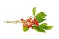 Rubus saxatilis Royalty Free Stock Photo