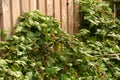 rubus sect. rubus in late summer