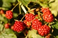 Rubus sectio Rubus - Blackberry