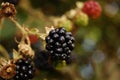 Rubus sectio Rubus - Blackberry