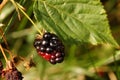 Rubus sectio Rubus - Blackberry