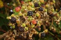 Rubus sectio Rubus - Blackberry