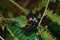 Rubus sectio Rubus - Blackberry