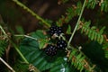 Rubus sectio Rubus - Blackberry