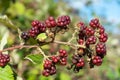 Rubus ulmifolius subsp. sanctus, holy bramble. Blackberry bush, close-up Royalty Free Stock Photo