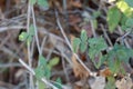 RUBUS URSINUS LEAF - BALLONA FWM - 111020 B