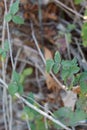 RUBUS URSINUS LEAF - BALLONA FWM - 111020 A