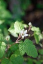 RUBUS URSINUS STAMINATE BLOOM - BALLONA FWM - 032221 B