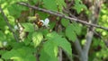 RUBUS URSINUS STAMINATE BLOOM - BALLONA FWM - 032221 V