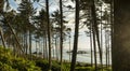 Ruby Beach Forest Royalty Free Stock Photo