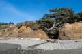 Ruby Beach Spring