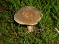 Ruby Bolete brown mushroom in the green moss Royalty Free Stock Photo