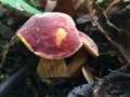 Ruby Bolete - Hortiboletus rubellus Royalty Free Stock Photo