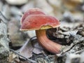 The Ruby Bolete Hortiboletus rubellus is an edible mushroom