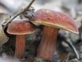 The Ruby Bolete Hortiboletus rubellus is an edible mushroom