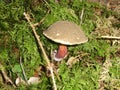 Ruby bolete mushroom in the forest green moss Royalty Free Stock Photo