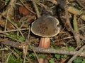 Ruby bolete mushroom in the forest green moss Royalty Free Stock Photo