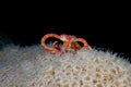 Ruby brittle star on the extended polyps of mountainous star coral at night Royalty Free Stock Photo