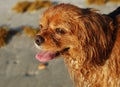 Ruby Cavalier King Charles Spaniel