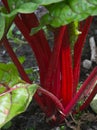 Ruby Chard