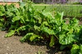 Ruby Chard growing in a vegetable garden