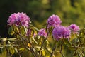 Ruby-coloured azalea, Rhododendron ferrugineum in the bloom. Royalty Free Stock Photo