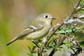 Ruby-crowned Kinglet Royalty Free Stock Photo