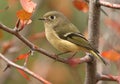 Ruby-crowned Kinglet