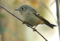 Ruby-crowned Kinglet Royalty Free Stock Photo