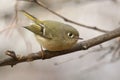 Ruby-crowned Kinglet Royalty Free Stock Photo