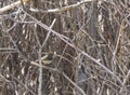 Ruby-crowned Kinglet Bird Flashing Color Royalty Free Stock Photo