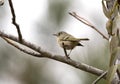 Ruby Crowned Kinglet bird in winter, Georgia USA Royalty Free Stock Photo