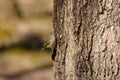 The ruby-crowned kinglet (Corthylio calendula)