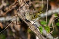 Ruby-crowned Kinglet, Corthylio calendula, Order: Passeriformes, Family: Regulidae