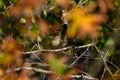 Ruby-crowned Kinglet, Corthylio calendula, Order: Passeriformes, Family: Regulidae