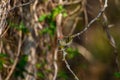 Ruby-crowned Kinglet, Corthylio calendula, Order: Passeriformes, Family: Regulidae