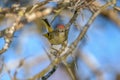 Ruby-crowned Kinglet, Corthylio calendula, Order: Passeriformes, Family: Regulidae