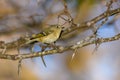 Ruby-crowned Kinglet, Corthylio calendula, Order: Passeriformes, Family: Regulidae