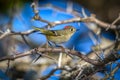 Ruby-crowned Kinglet, Corthylio calendula, Order: Passeriformes, Family: Regulidae