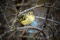 Ruby-crowned Kinglet, Corthylio calendula, Order: Passeriformes, Family: Regulidae