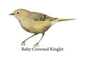 Ruby crowned kinglet exotic bird. Wild nature