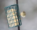 Ruby-crowned kinglet feeding on a feeder Royalty Free Stock Photo