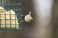 Ruby-crowned kinglet feeding on a feeder Royalty Free Stock Photo